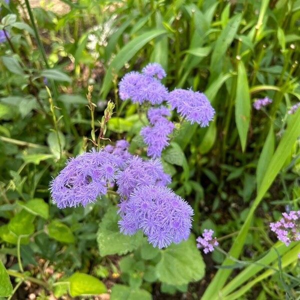 Ageratum houstonianum Virág