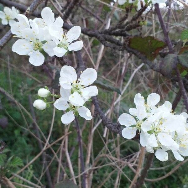 Prunus domestica Flor