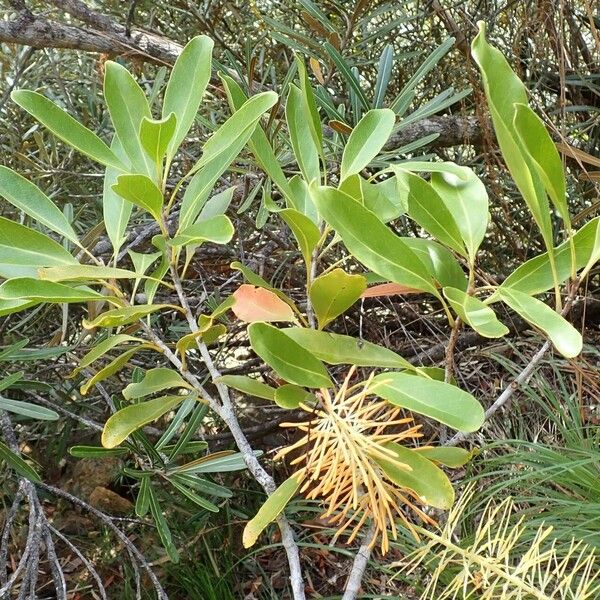 Virotia neurophylla Habit