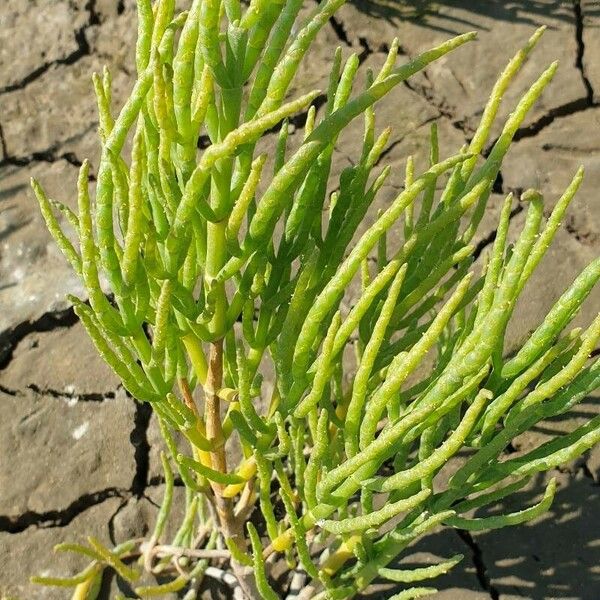 Salicornia procumbens Листок