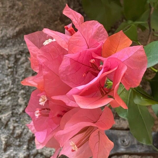 Bougainvillea spectabilis Cvet