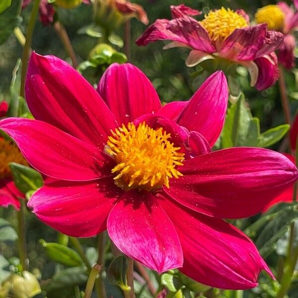 Dahlia pinnata 花