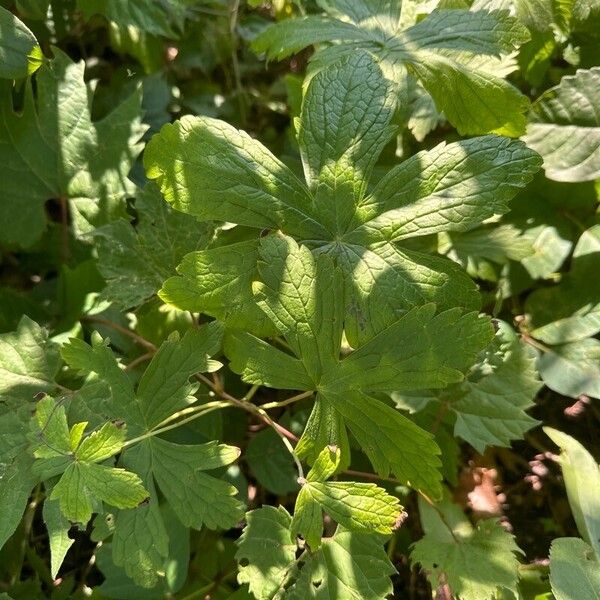 Geranium maculatum برگ