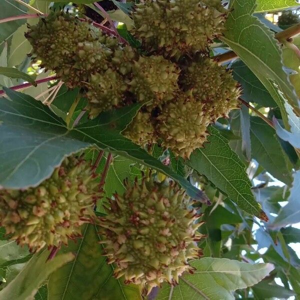 Liquidambar styraciflua Fruit