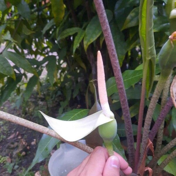 Colocasia esculenta Flower