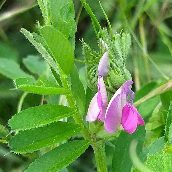 Vicia sativa Floare