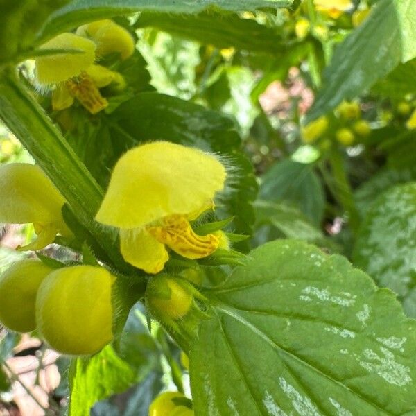 Lamium galeobdolon Flower