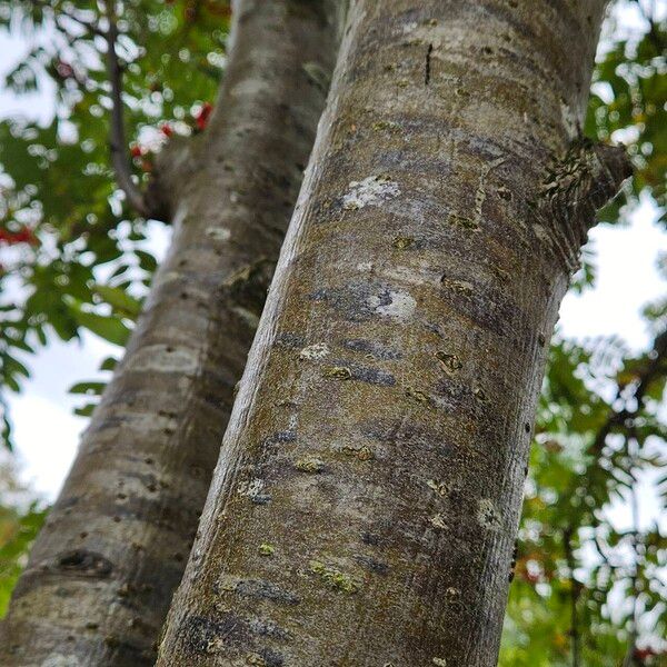 Sorbus aucuparia Rinde