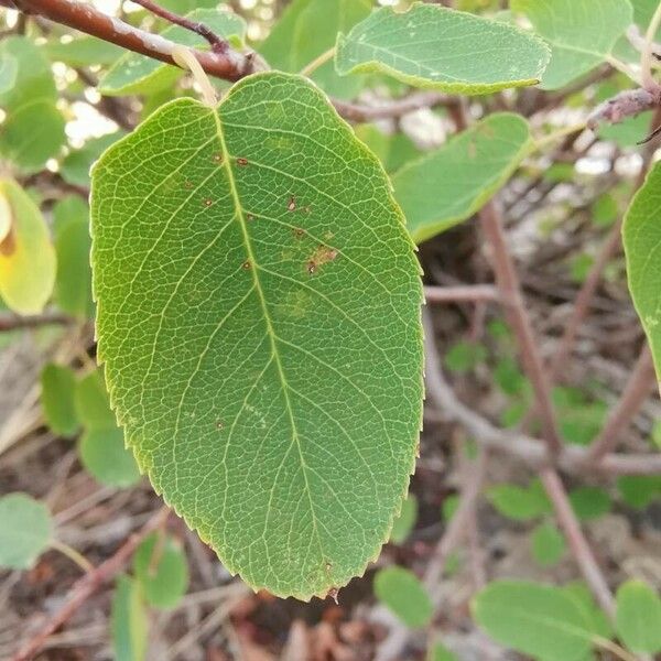 Amelanchier ovalis Blad