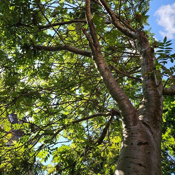 Sorbus aucuparia Celota