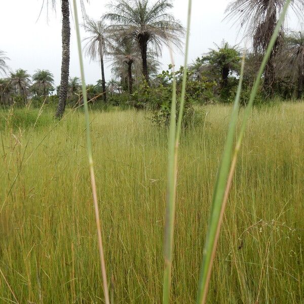 Hyparrhenia rufa Blad