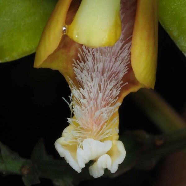 Clematepistephium smilacifolium Fiore