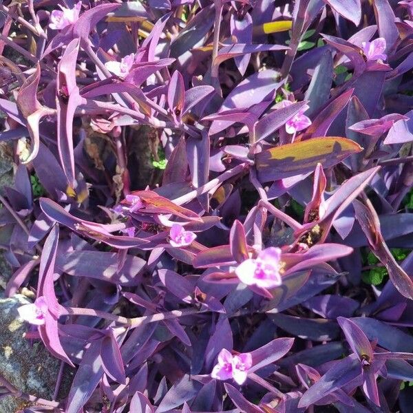 Tradescantia pallida Bloem