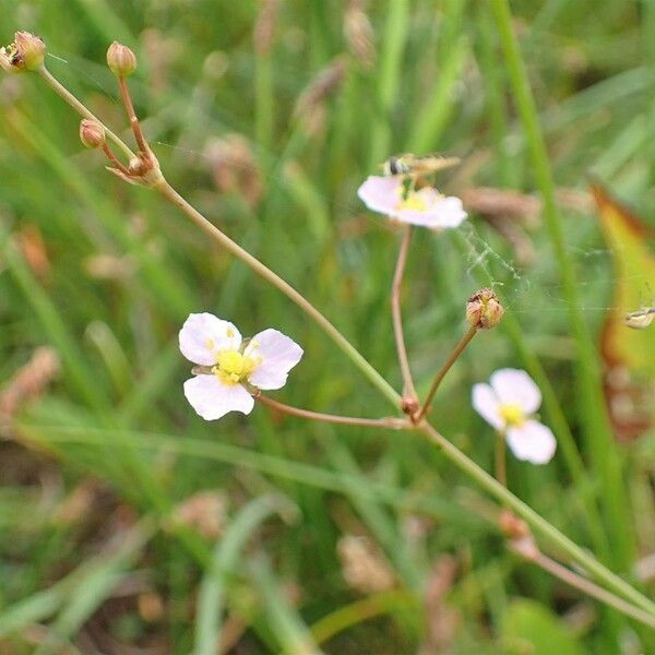 Alisma plantago-aquatica Pokrój