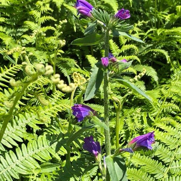 Echium rosulatum Flower