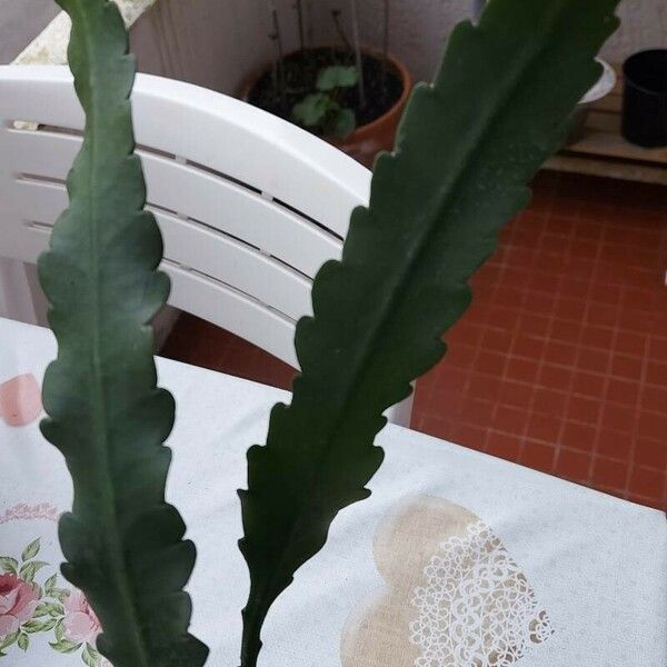 Epiphyllum phyllanthus Blad