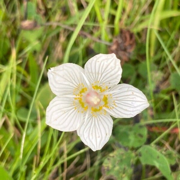 Parnassia palustris Cvet