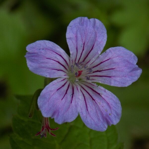 Geranium nodosum Květ