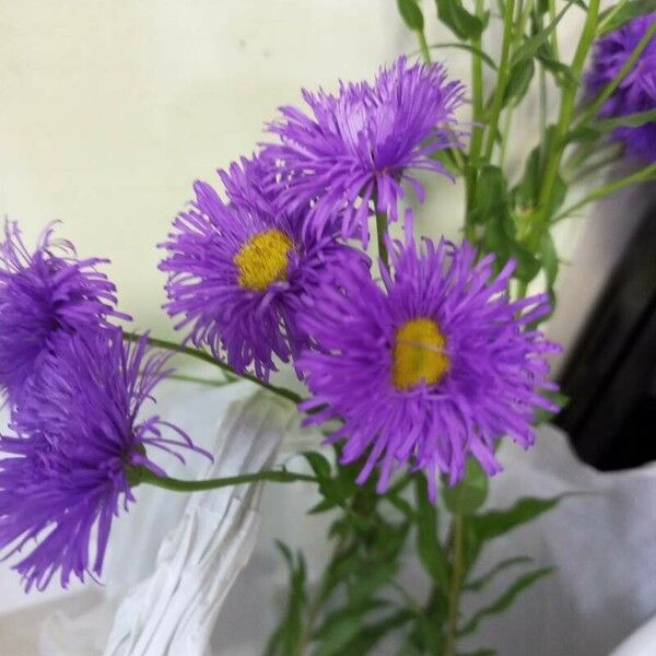 Erigeron speciosus Flor