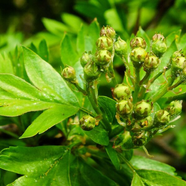 Crataegus rhipidophylla Fiore