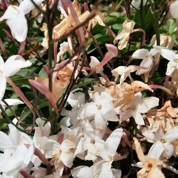 Jasminum polyanthum Кветка