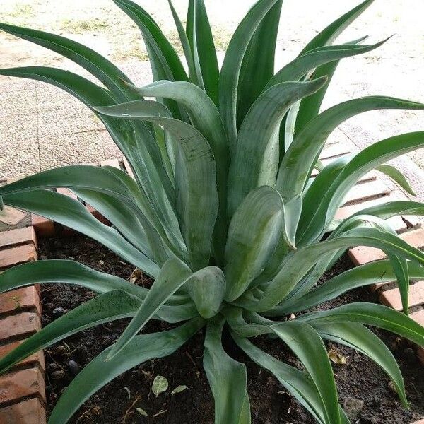 Agave demeesteriana Blatt