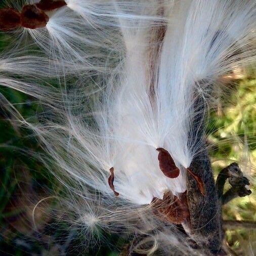 Asclepias curassavica Ffrwyth