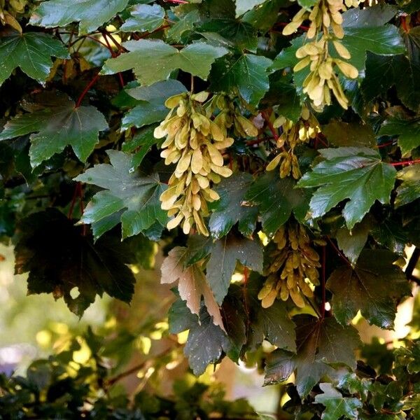 Acer pseudoplatanus Blad