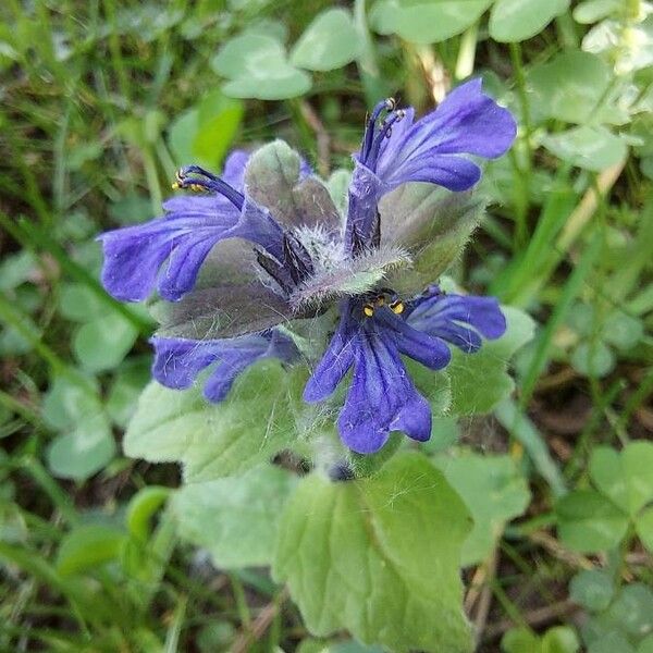 Ajuga genevensis Kwiat