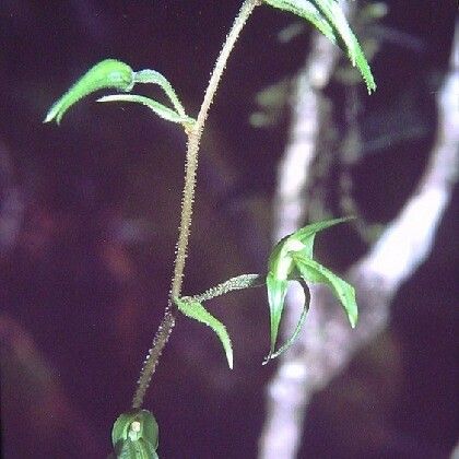 Achlydosa glandulosa Агульны выгляд