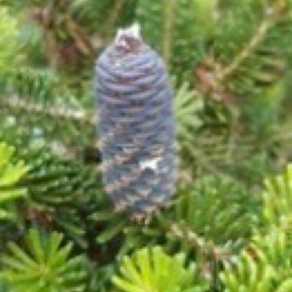 Abies balsamea Ffrwyth