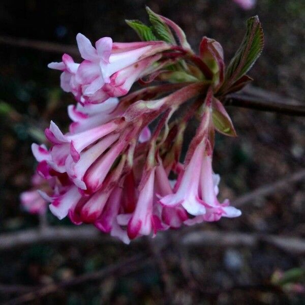 Viburnum farreri Flor