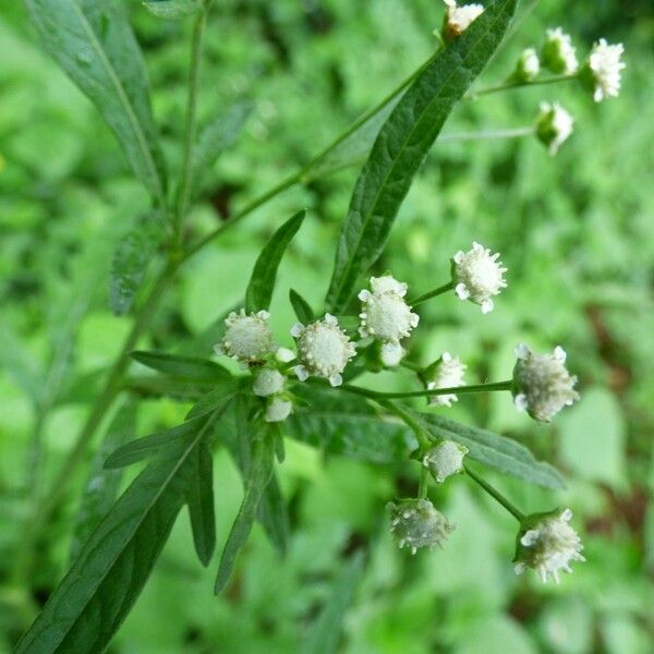 Parthenium hysterophorus Цвят