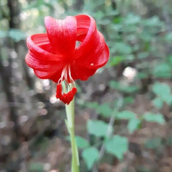 Lilium pomponium Flower