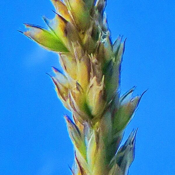 Acrospelion distichophyllum Flower