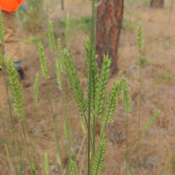 Agropyron cristatum पत्ता