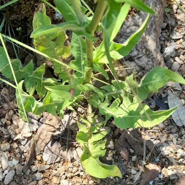 Cichorium endivia Blatt