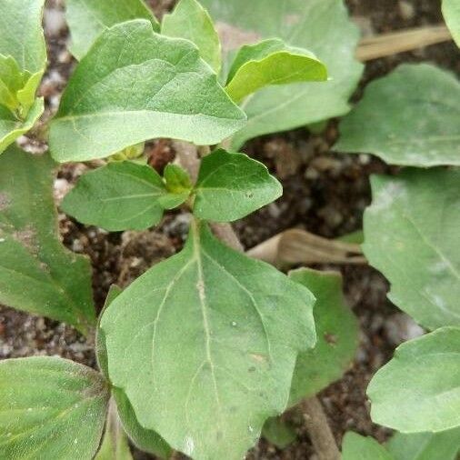 Acanthospermum australe Leaf