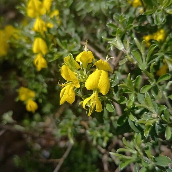 Genista pilosa Flower