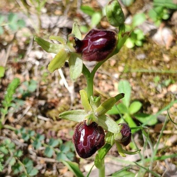 Ophrys provincialis Flower