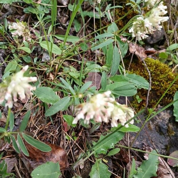 Trifolium pallescens Flor