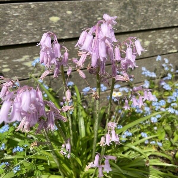 Hyacinthoides hispanica फूल