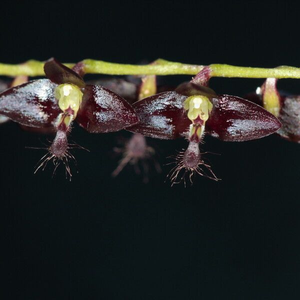 Bulbophyllum boiteaui Floare