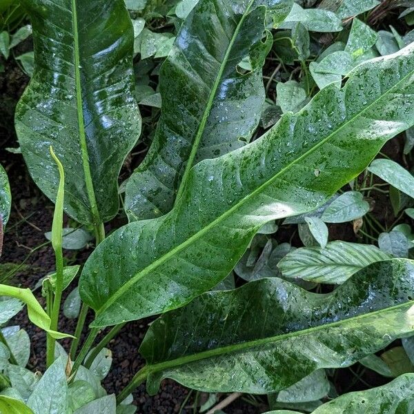 Anthurium martianum Leaf