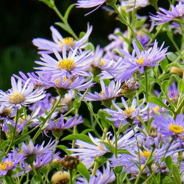 Aster amellus Flower