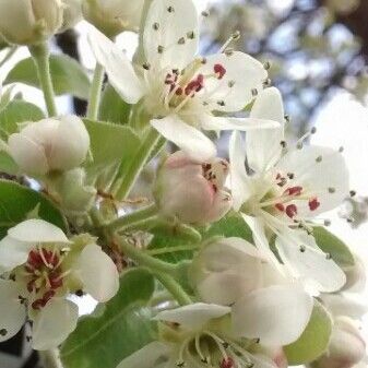 Pyrus spinosa Kukka