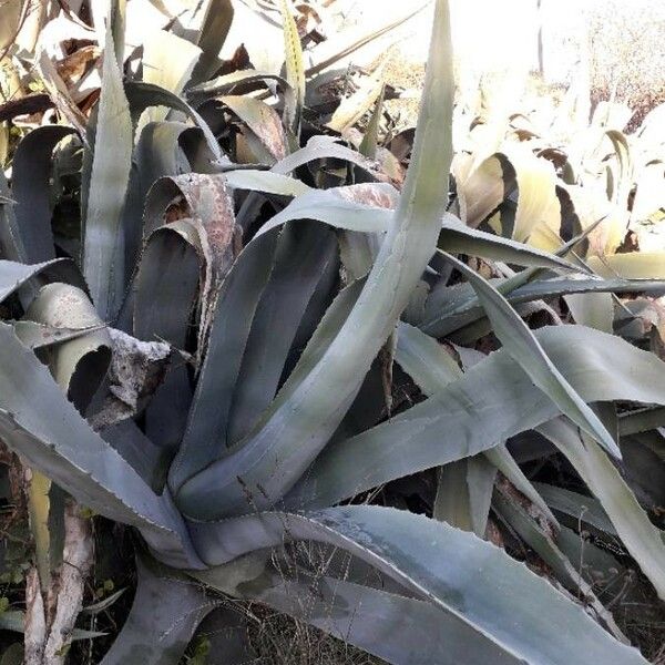 Agave americana Plante entière