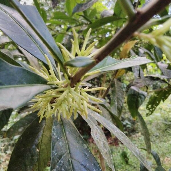 Cestrum nocturnum Blomma