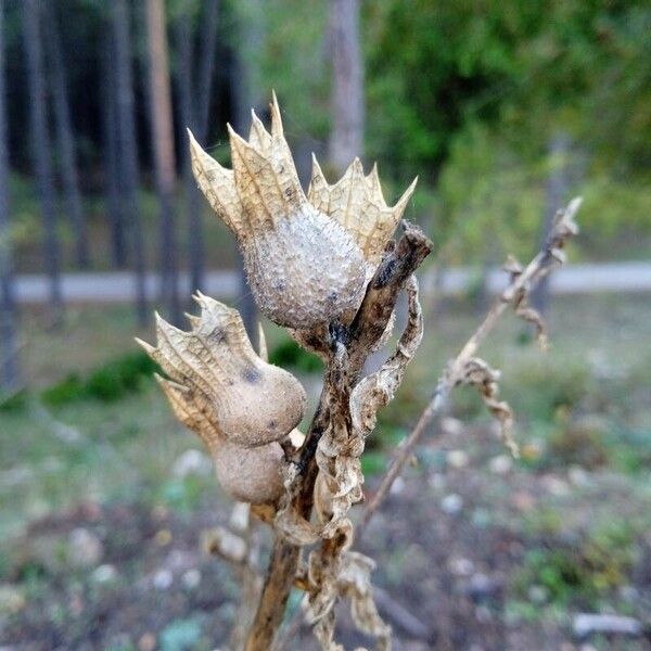 Hyoscyamus niger Fruit