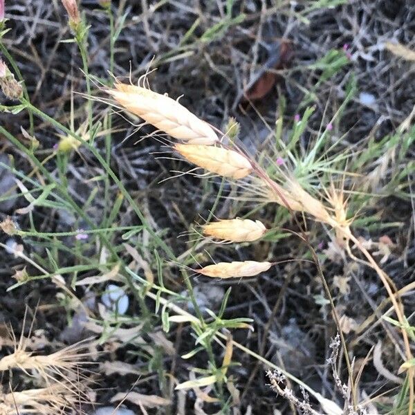 Bromus japonicus Meyve